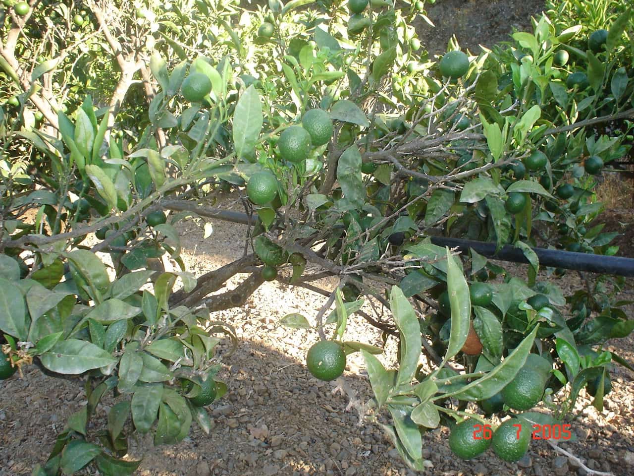 Byggegrund til salg i El Padron - € 2.500.000 (Ref: 8766394)