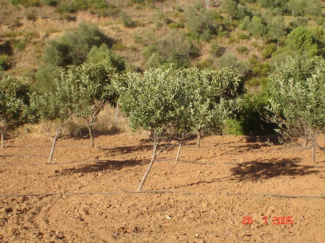 Byggegrund til salg i El Padron - € 2.500.000 (Ref: 8766394)