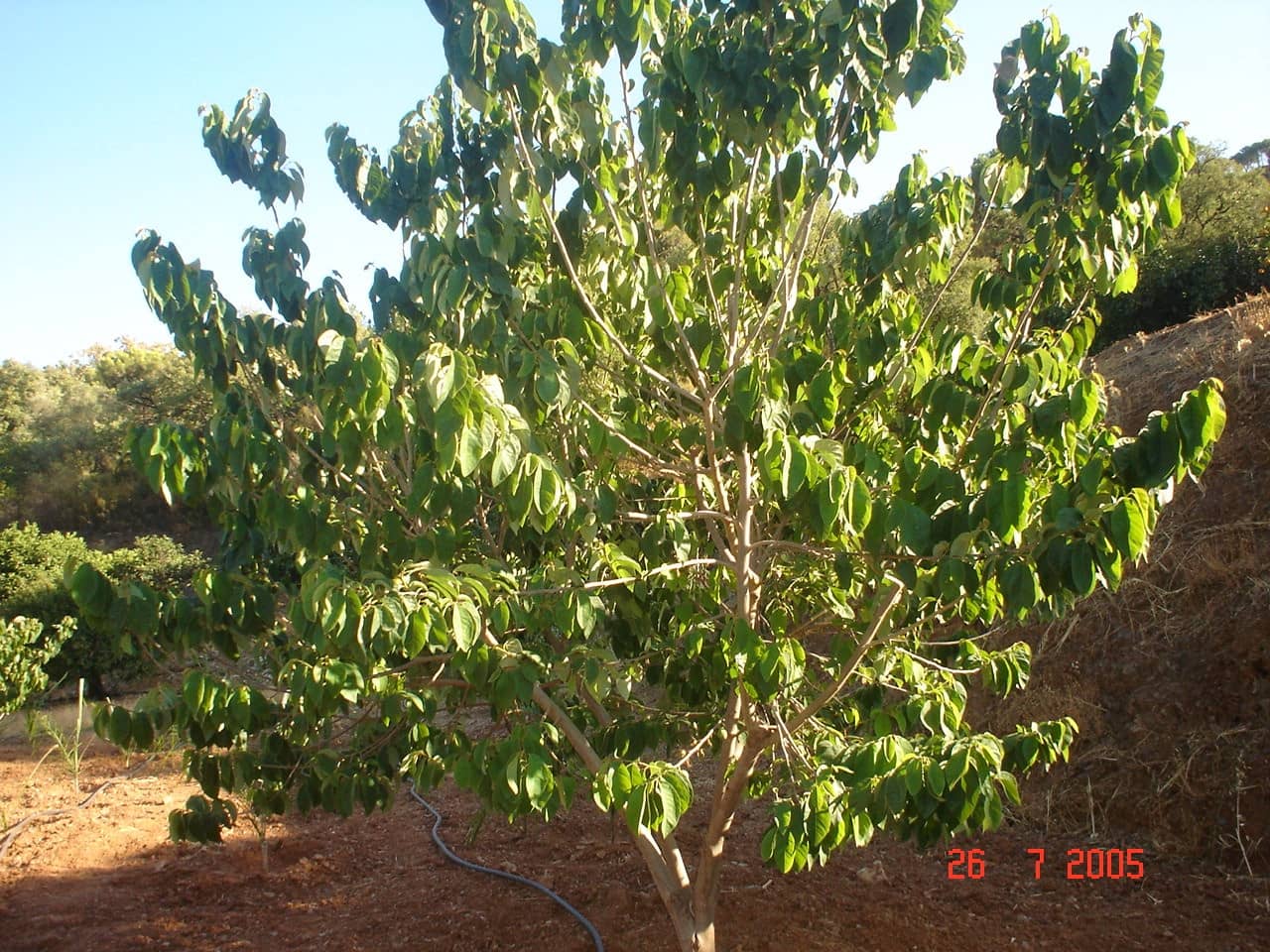 Byggegrund til salg i El Padron - € 2.500.000 (Ref: 8766394)