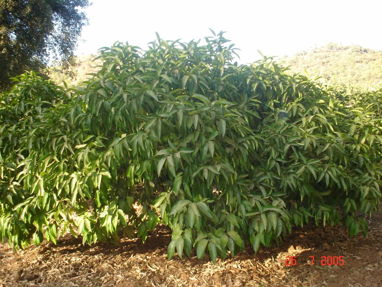 Byggegrund til salg i El Padron - € 2.500.000 (Ref: 8766394)