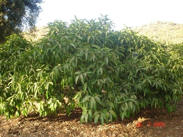 Tontti myytävänä paikassa El Padrón, Estepona - 2 500 000 € (Ref: 8766394)