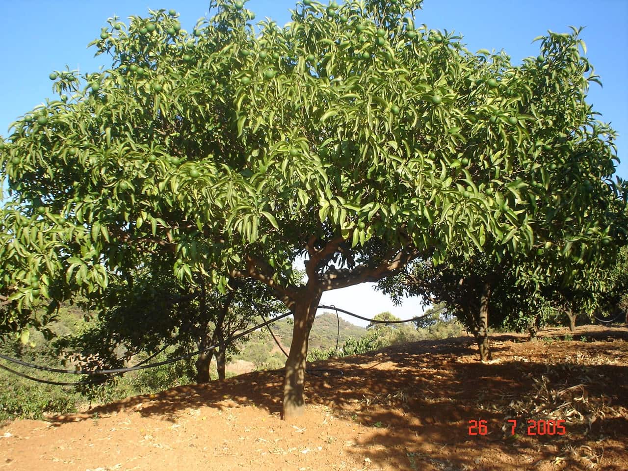 Building Plot for sale in El Padron - € 1,500,000 (Ref: 8766394)