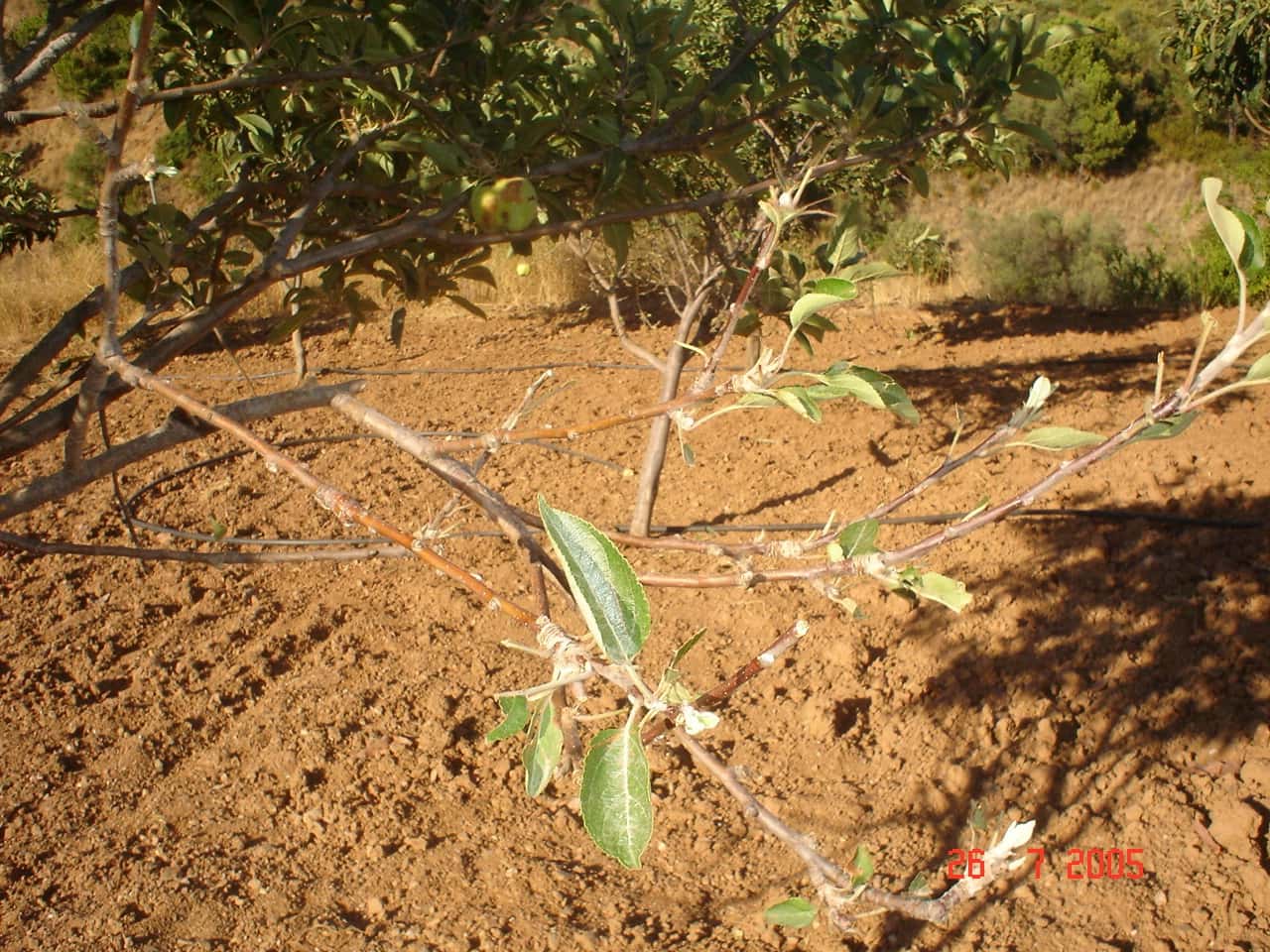 Building Plot for sale in El Padron - € 1,500,000 (Ref: 8766394)