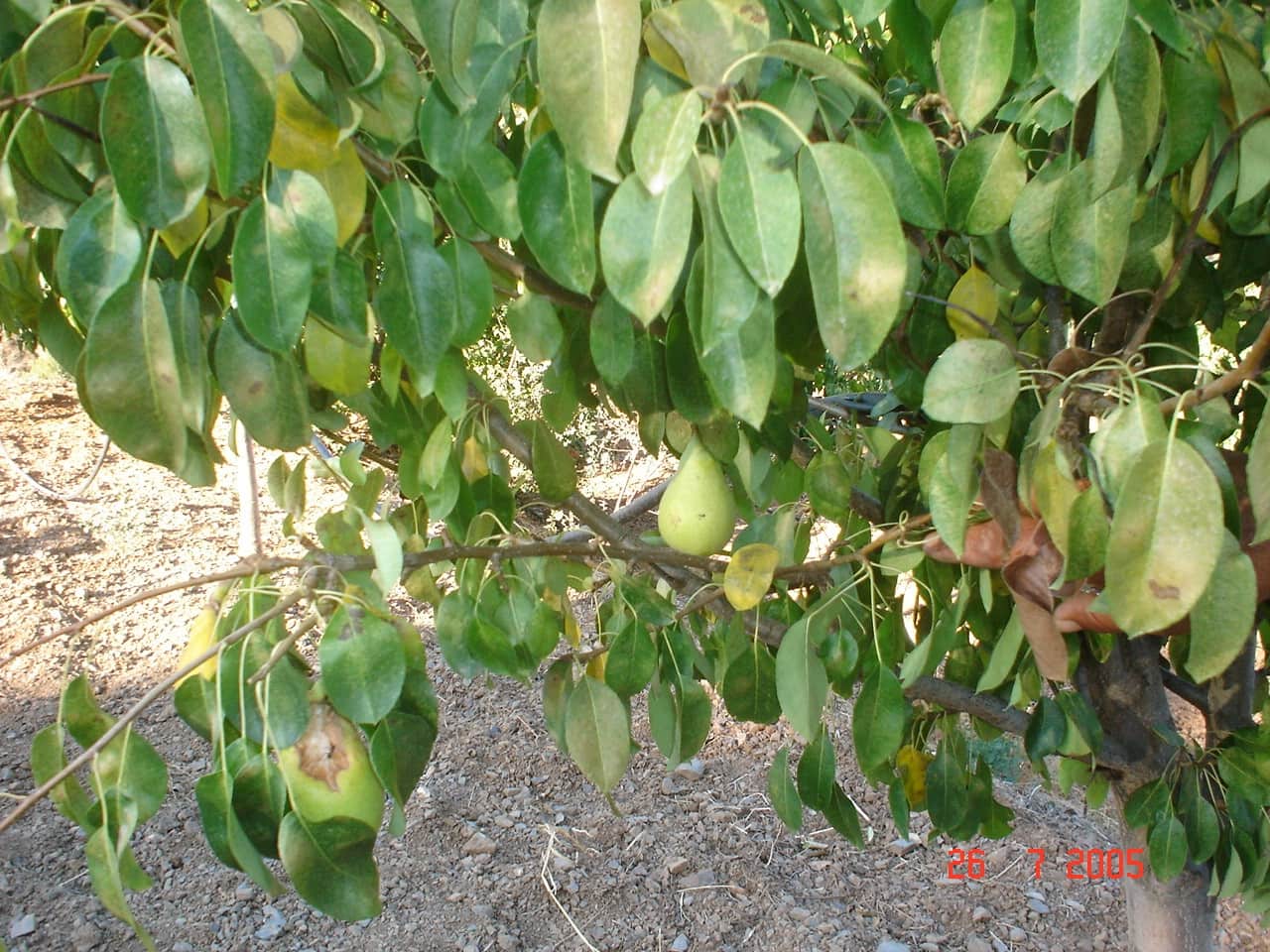 Building Plot for sale in El Padron - € 1,500,000 (Ref: 8766394)