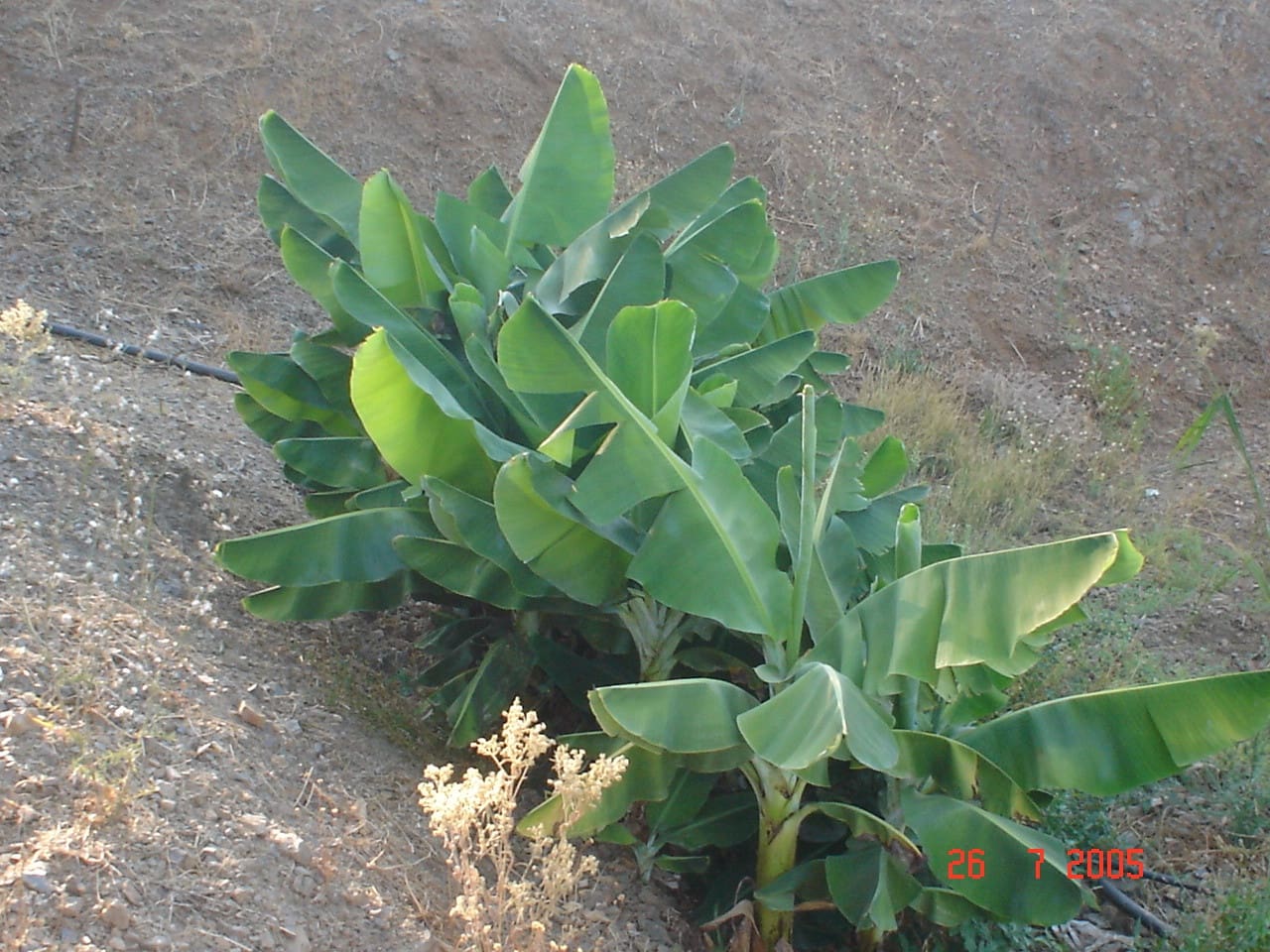 Building Plot for sale in El Padron - € 1,500,000 (Ref: 8766394)