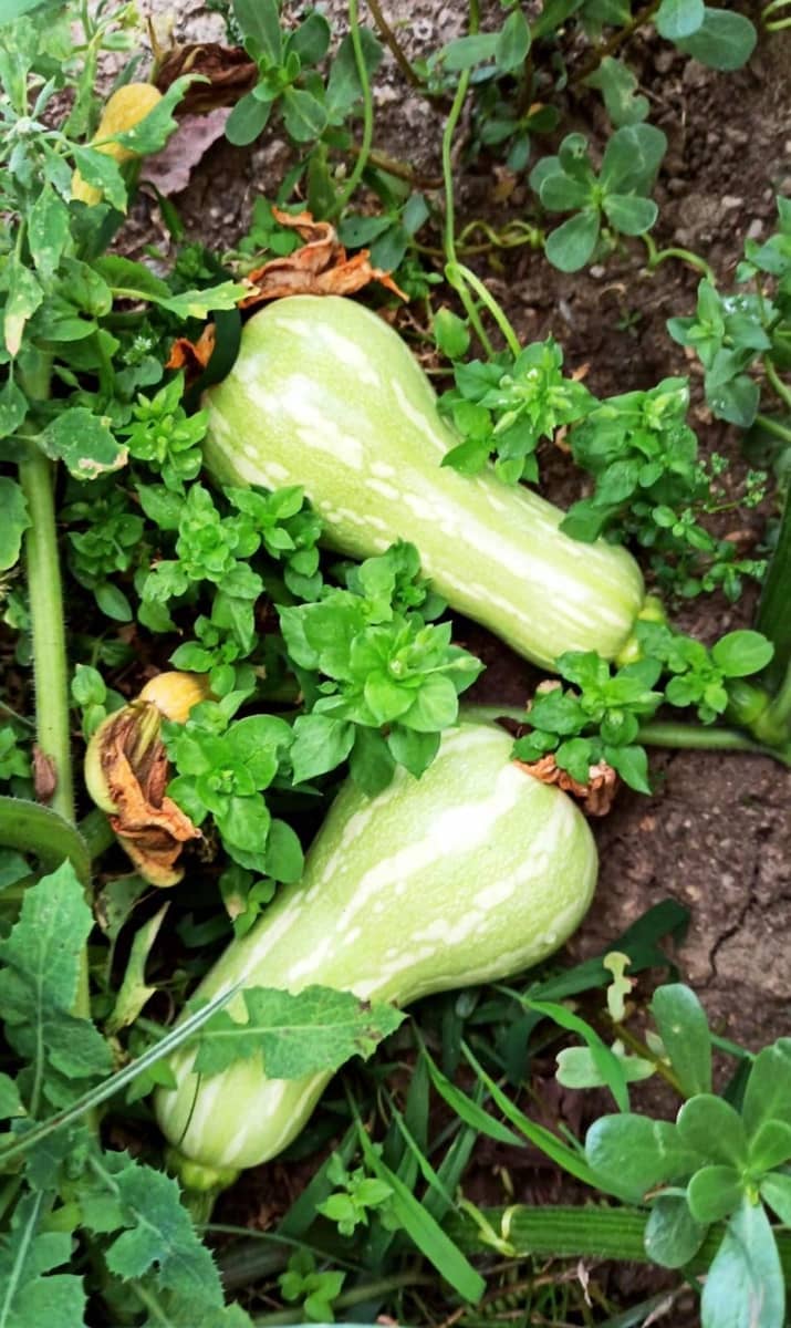 3 sypialnia Finka/Dom wiejski na sprzedaż w Estepona - 585 000 € (Ref: 8821045)