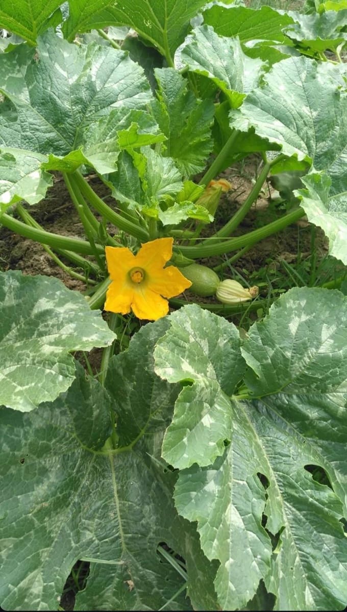 3 sypialnia Finka/Dom wiejski na sprzedaż w Estepona - 585 000 € (Ref: 8821045)