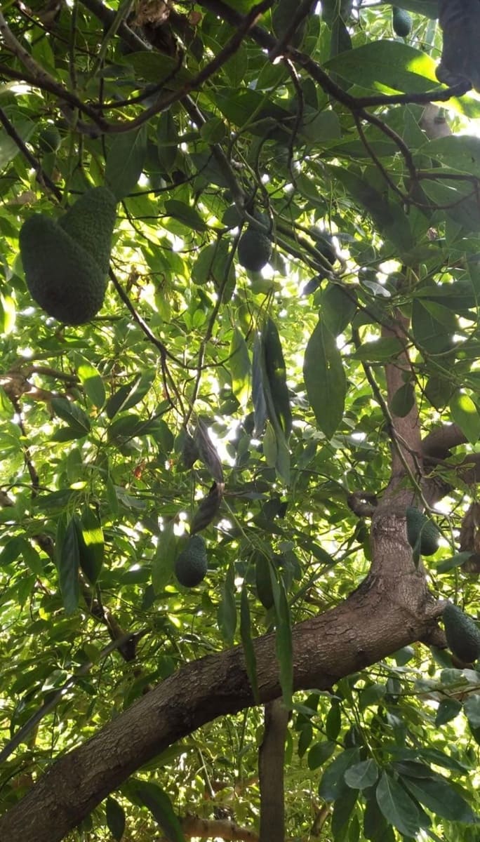 3 sypialnia Finka/Dom wiejski na sprzedaż w Estepona - 585 000 € (Ref: 8821045)