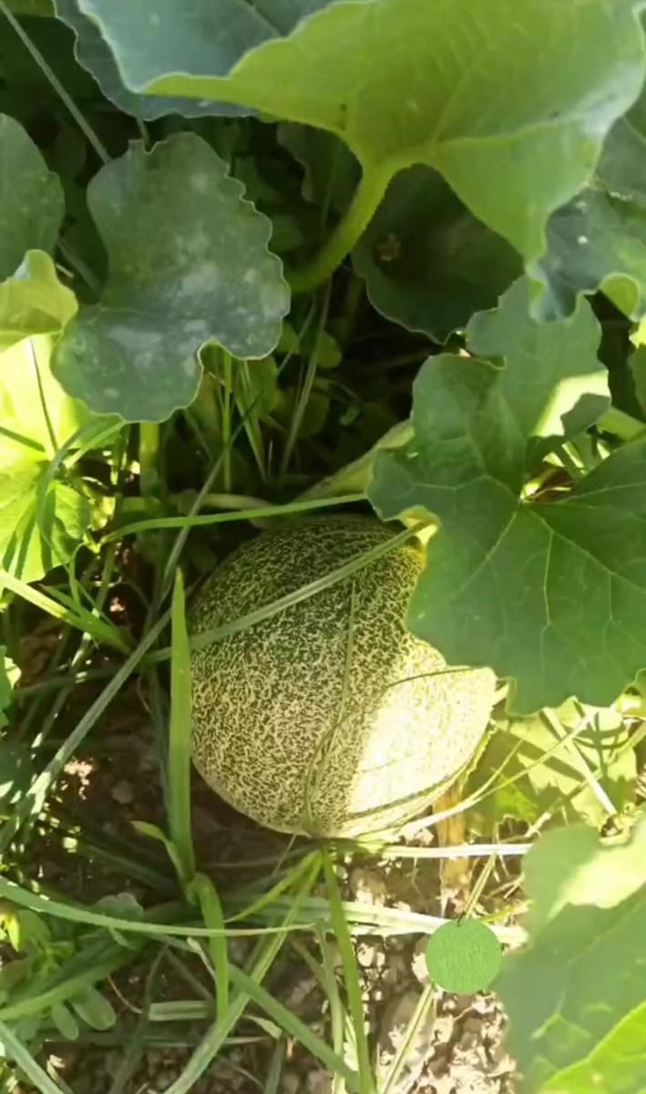 3 sypialnia Finka/Dom wiejski na sprzedaż w Estepona - 585 000 € (Ref: 8821045)