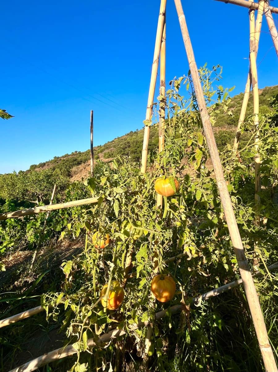 3 sypialnia Finka/Dom wiejski na sprzedaż w Estepona - 585 000 € (Ref: 8821045)