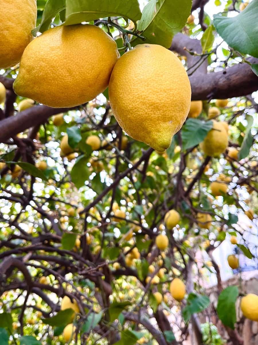 3 sypialnia Finka/Dom wiejski na sprzedaż w Estepona - 585 000 € (Ref: 8821045)