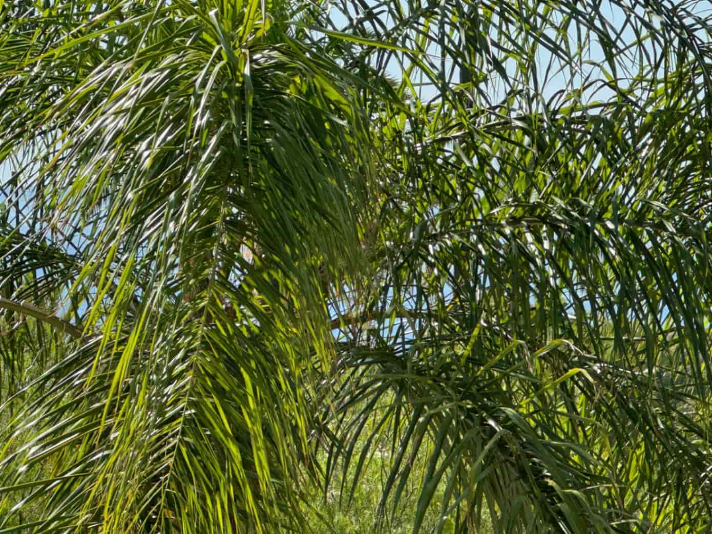 4 bedroom Villa for sale in Benissa with pool garage - € 1,350,000 (Ref: 4416640)