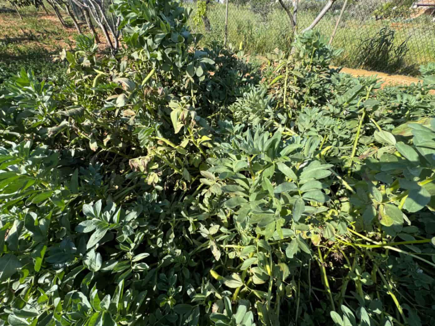 4 soveværelse Finca/Landehus til salg i Benissa med swimmingpool garage - € 650.000 (Ref: 8939301)