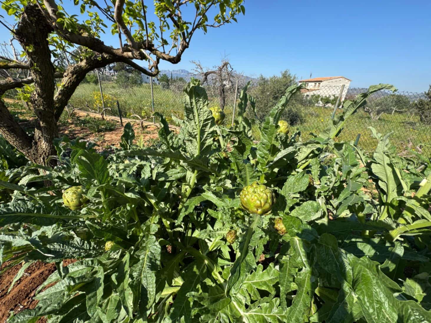 4 soveværelse Finca/Landehus til salg i Benissa med swimmingpool garage - € 650.000 (Ref: 8939301)