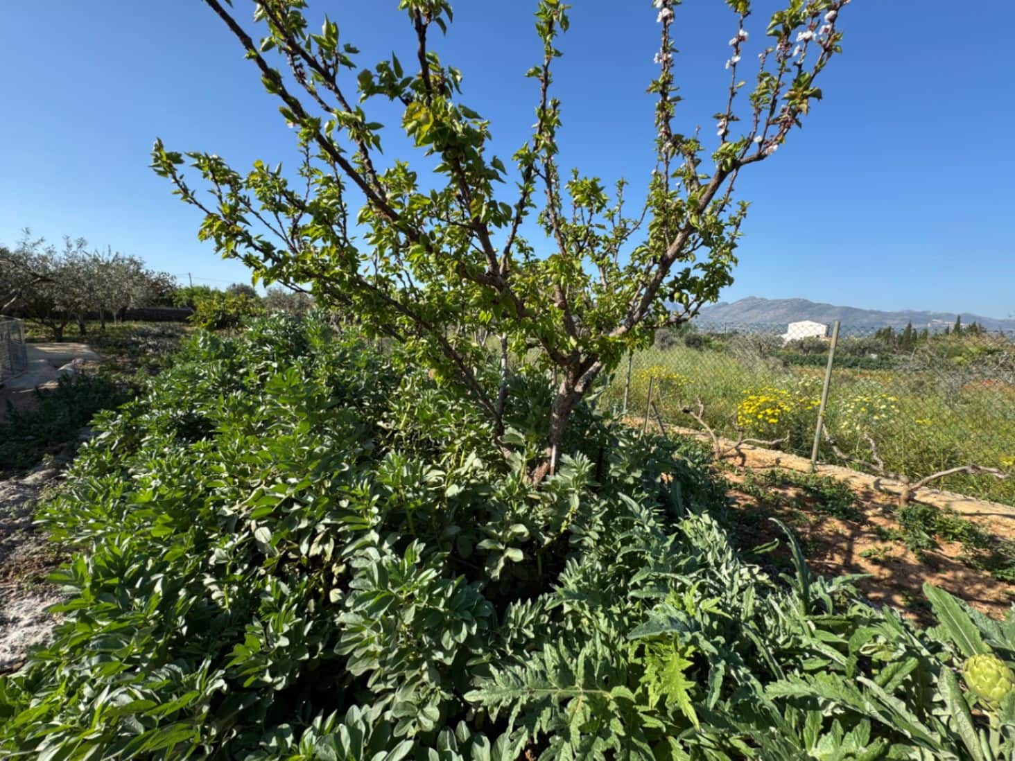 4 soveværelse Finca/Landehus til salg i Benissa med swimmingpool garage - € 650.000 (Ref: 8939301)