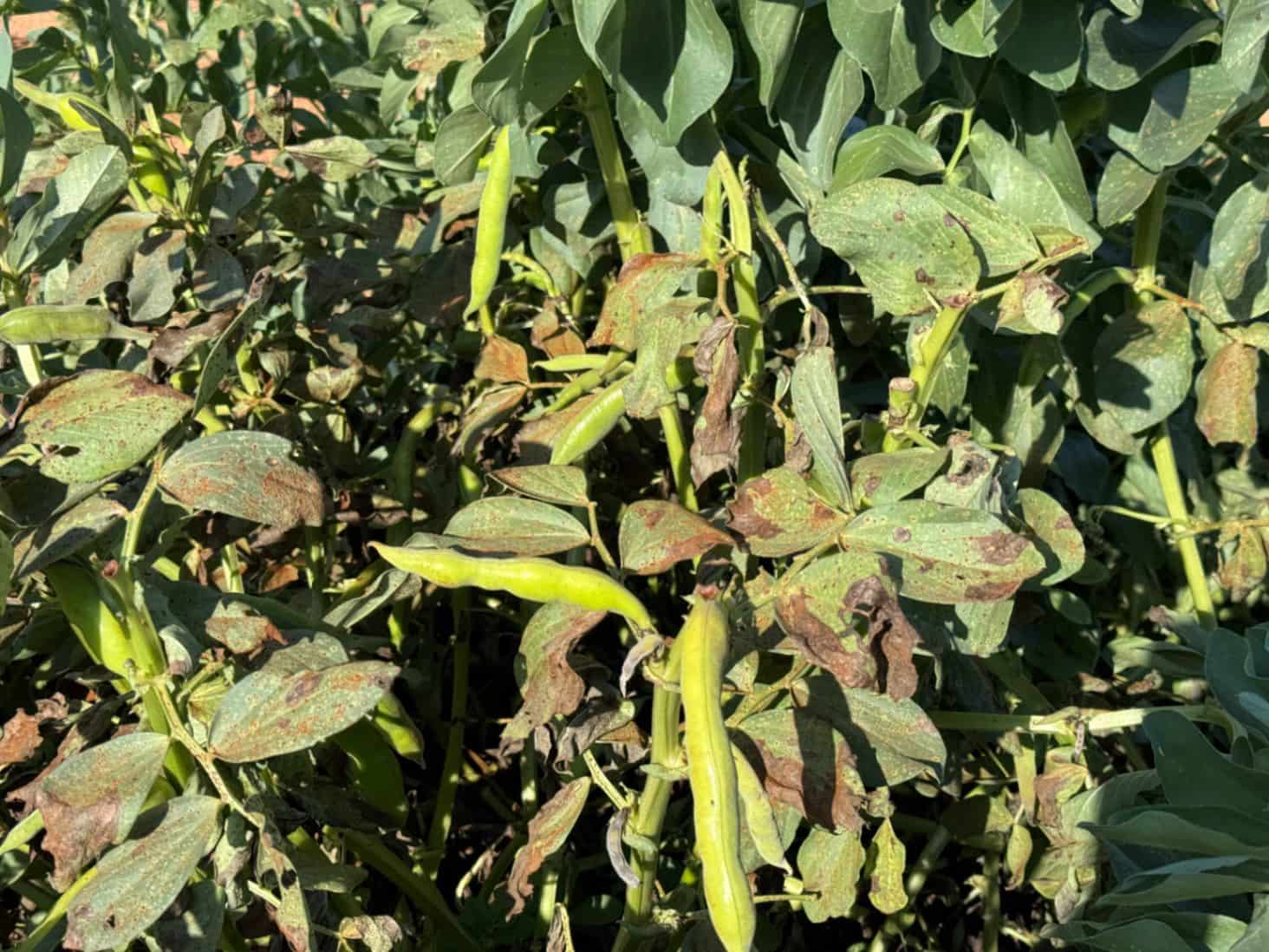 4 soveværelse Finca/Landehus til salg i Benissa med swimmingpool garage - € 650.000 (Ref: 8939301)