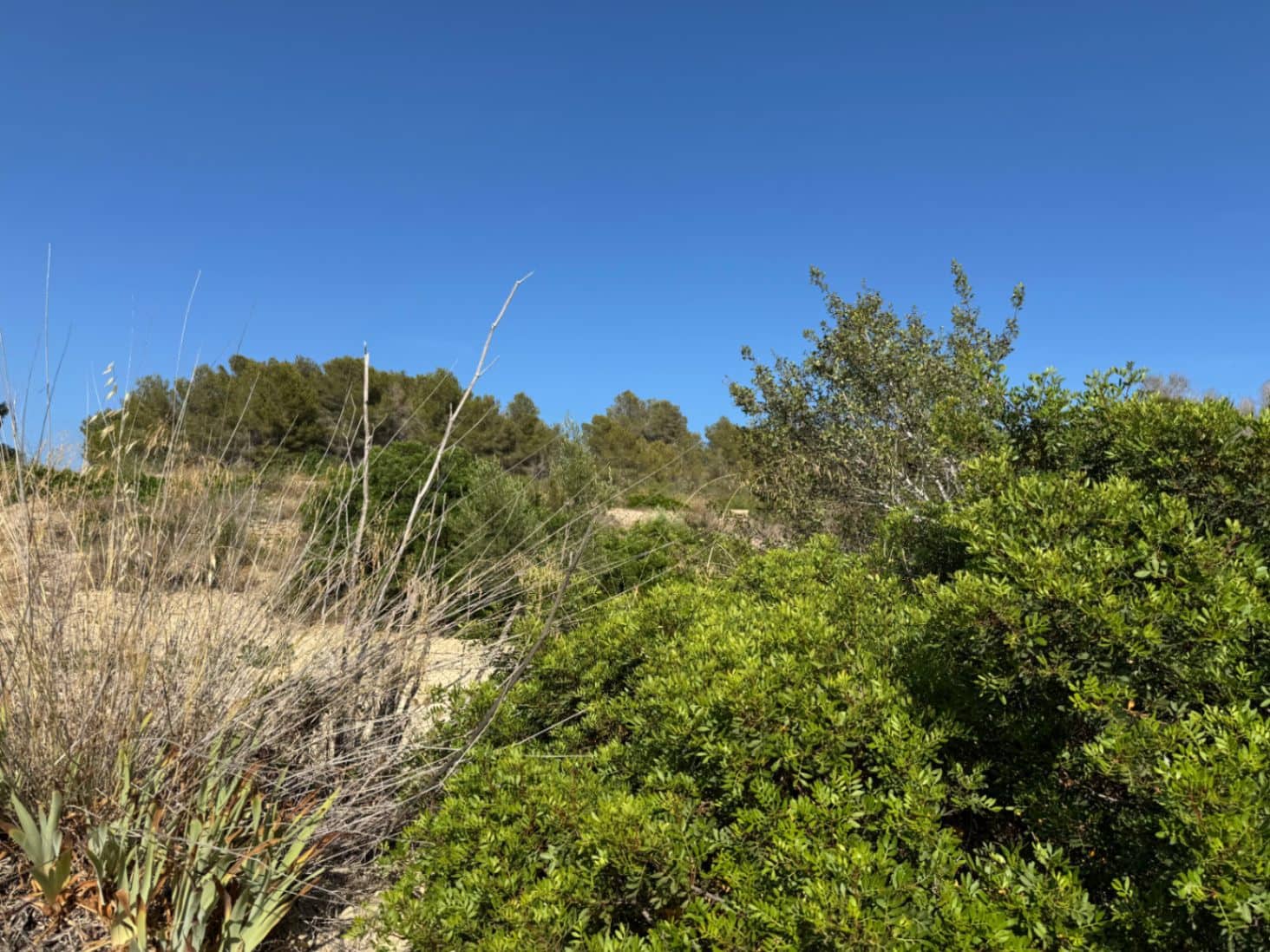 Terreno para Construção para venda em Pedramala - 200 000 € (Ref: 9108374)