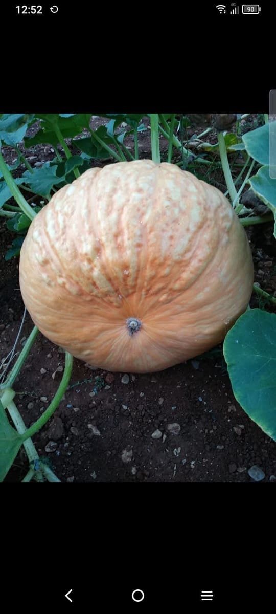 2 sovrum Finca/Hus på landet till salu i Ondara med garage - 207 000 € (Ref: 9503705)