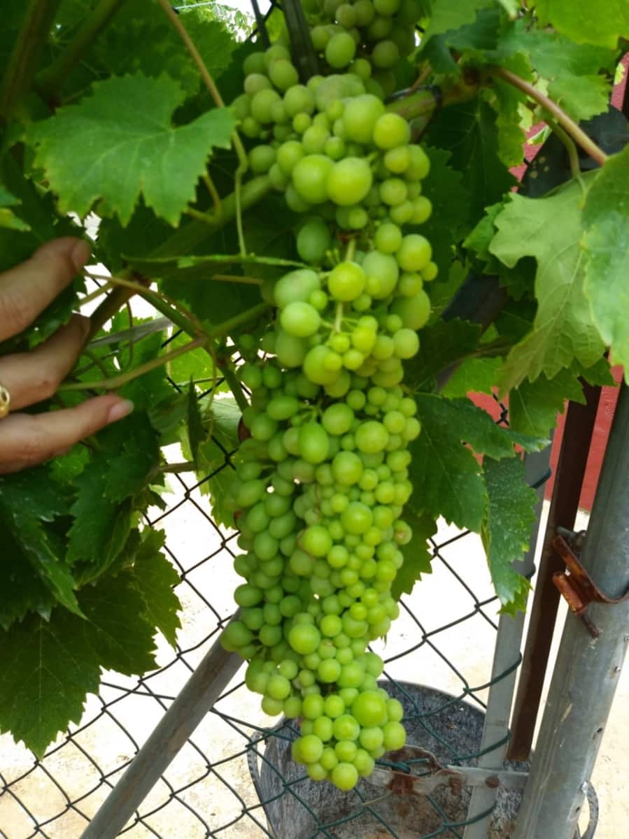 2 sovrum Finca/Hus på landet till salu i Ondara med garage - 207 000 € (Ref: 9503705)