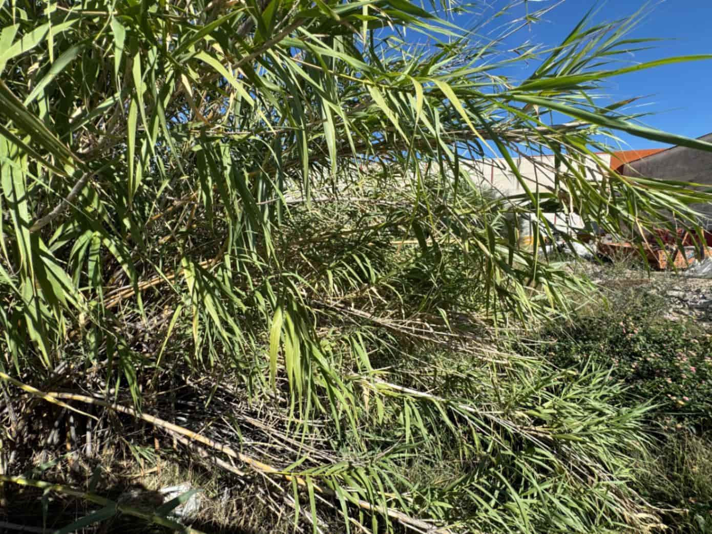 Solar/Parcela en Pego en venta - 75.000 € (Ref: 9576886)