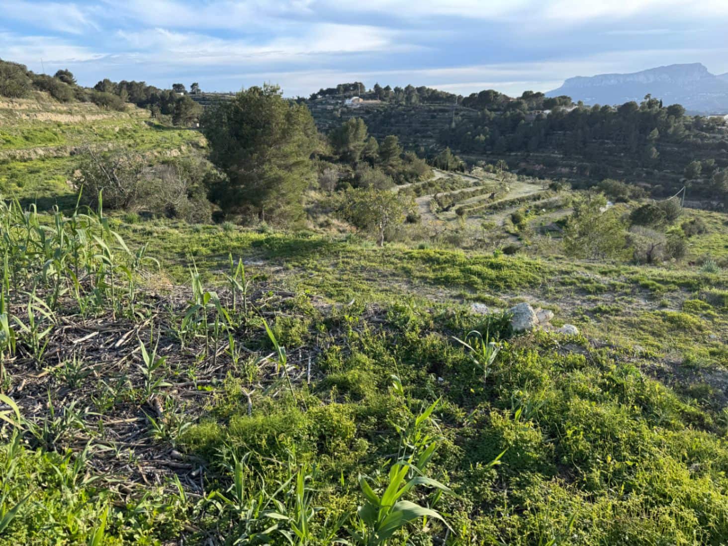 Byggegrund til salg i Benissa - € 265.000 (Ref: 9706109)