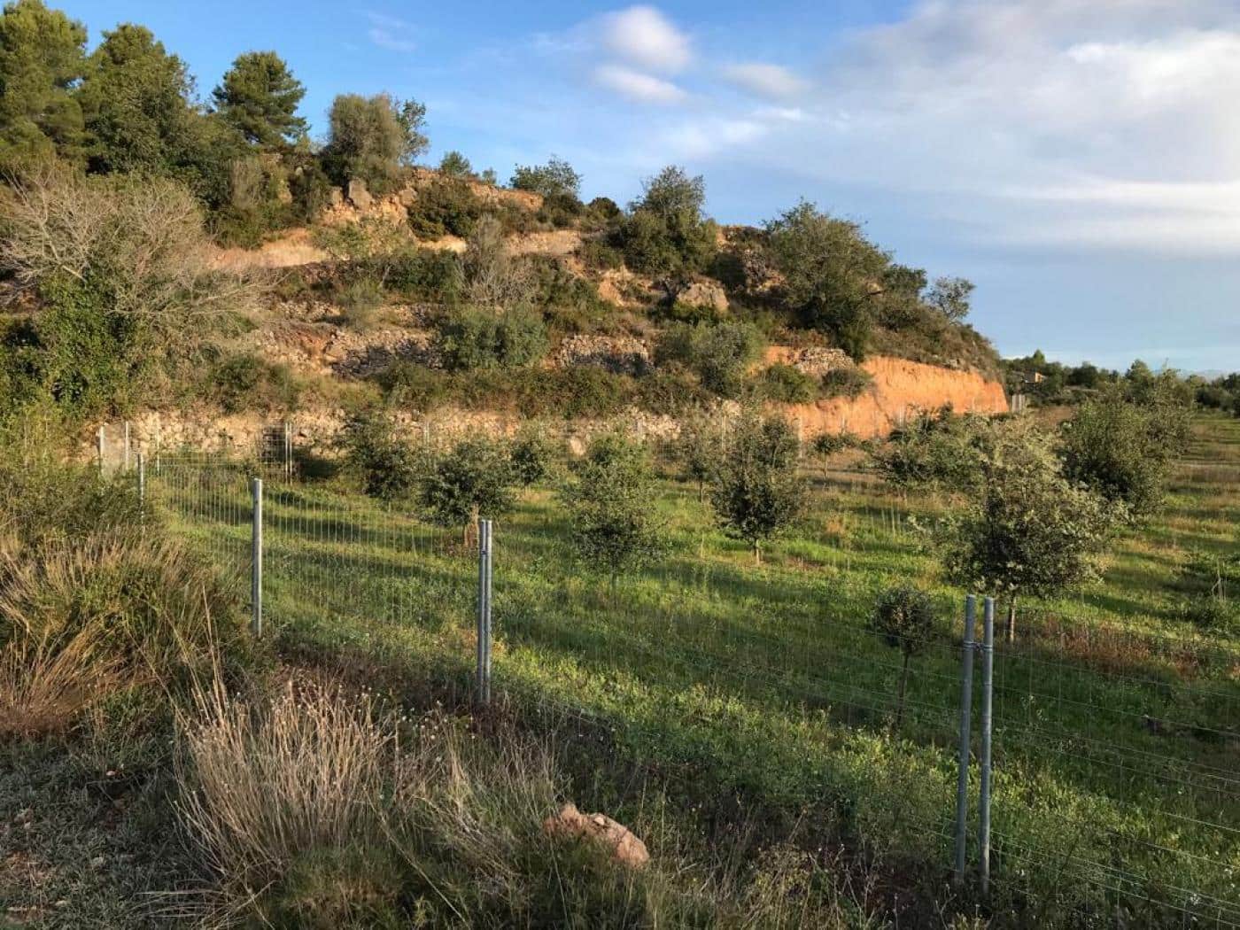 Grunde uden byggetilladelser til salg i Albinyana - € 450.000 (Ref: 9147886)