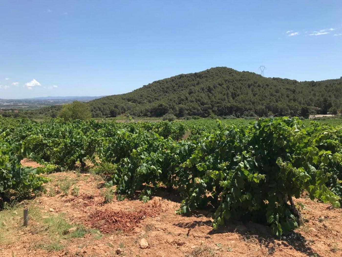 Grunde uden byggetilladelser til salg i Albinyana - € 450.000 (Ref: 9147886)