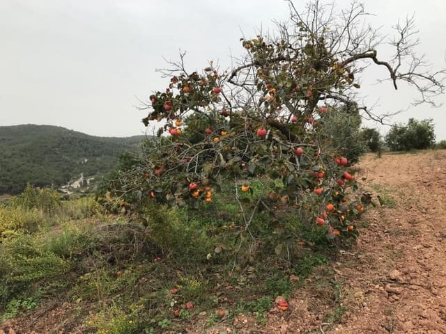 Teren niezagospodarowany na sprzedaż w Albinyana - 450 000 € (Ref: 9147886)