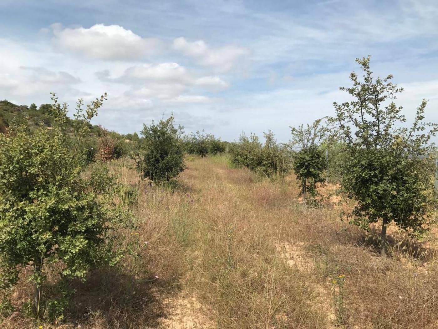 Grunde uden byggetilladelser til salg i Albinyana - € 450.000 (Ref: 9147886)