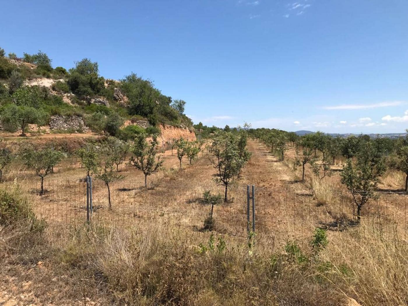 Grunde uden byggetilladelser til salg i Albinyana - € 450.000 (Ref: 9147886)