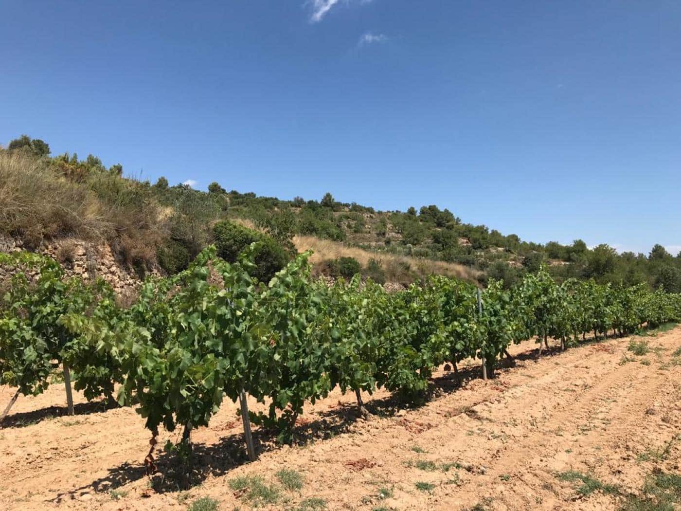 Grunde uden byggetilladelser til salg i Albinyana - € 450.000 (Ref: 9147886)