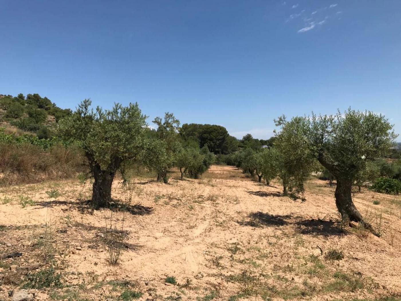 Grunde uden byggetilladelser til salg i Albinyana - € 450.000 (Ref: 9147886)