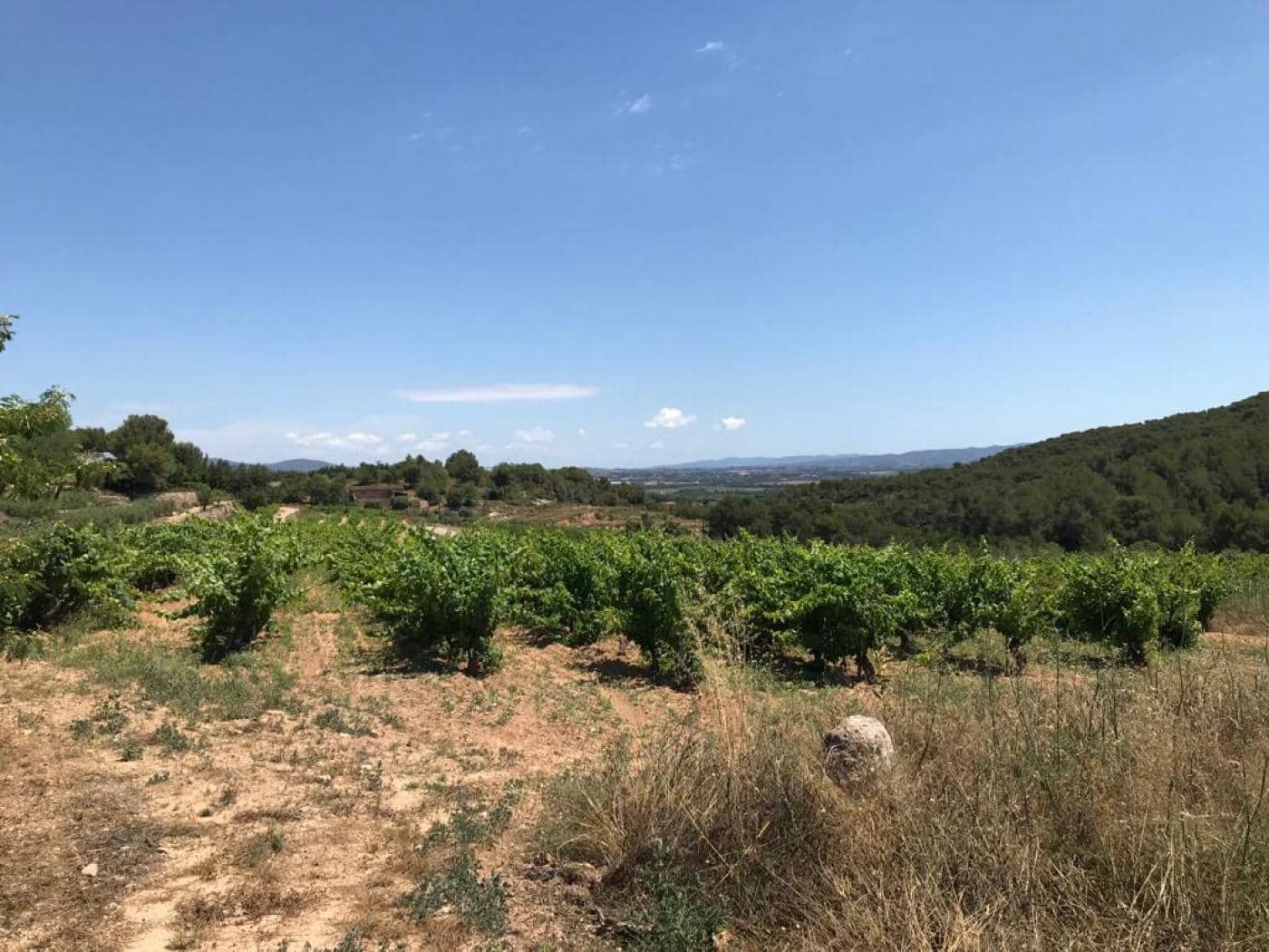 Grunde uden byggetilladelser til salg i Albinyana - € 450.000 (Ref: 9147886)