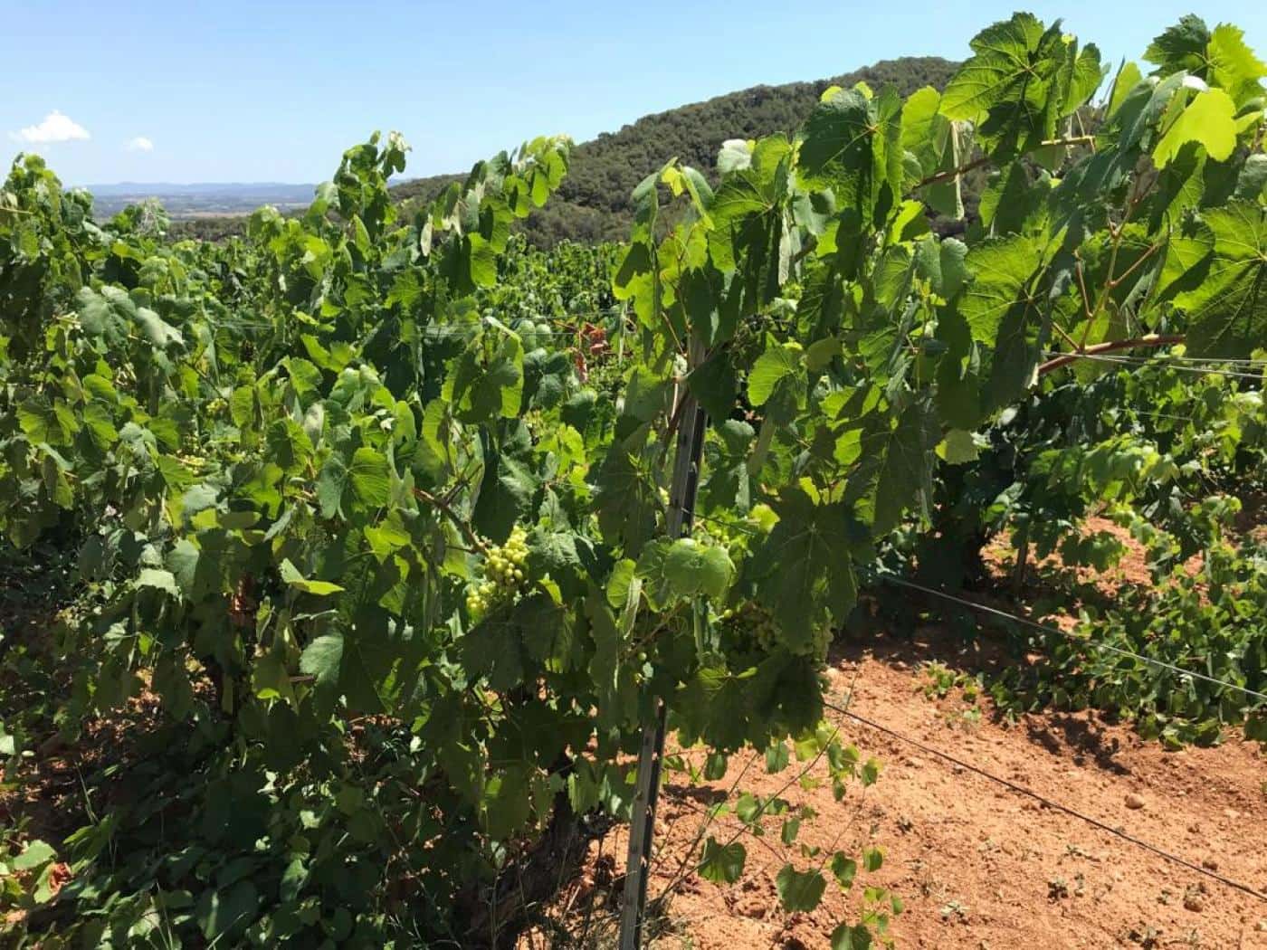 Grunde uden byggetilladelser til salg i Albinyana - € 450.000 (Ref: 9147886)