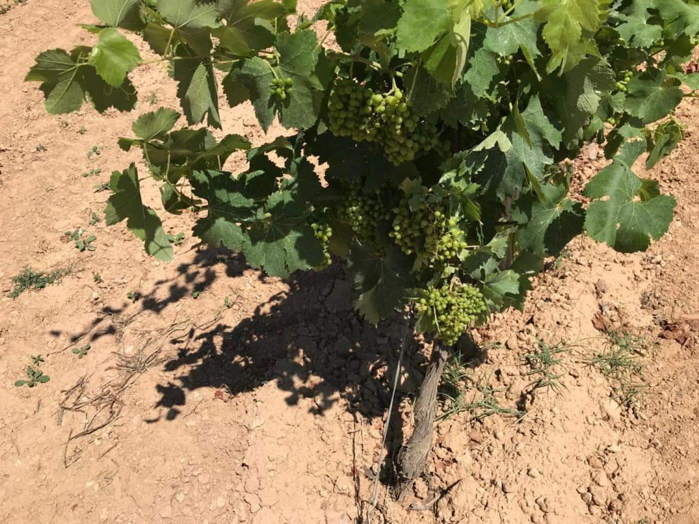 Grunde uden byggetilladelser til salg i Albinyana - € 450.000 (Ref: 9147886)