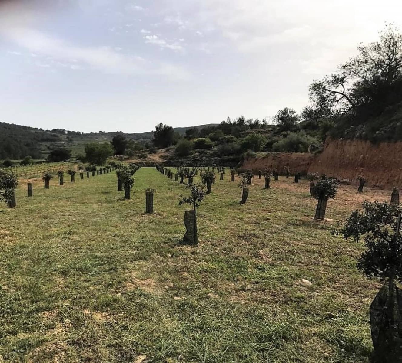 Grunde uden byggetilladelser til salg i Albinyana - € 450.000 (Ref: 9147886)