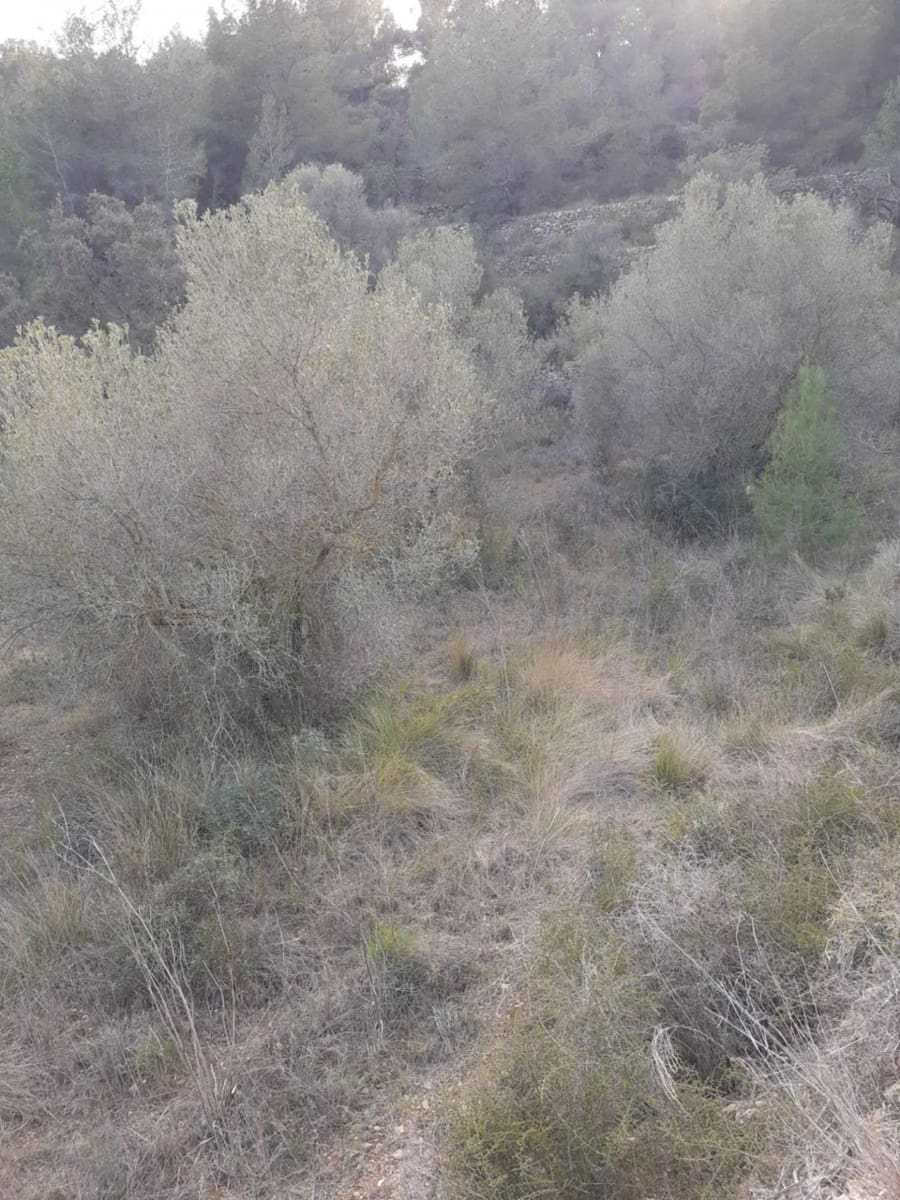 Terreno Non Edificato in vendita in Salomo - 30.000 € (Rif: 9147902)