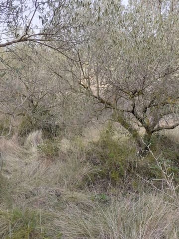 Undeveloped Land for sale in Salomó - € 30,000 (Ref: 9147902)