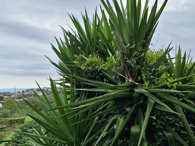 Tomt till salu i Segur de Calafell, Calafell - 83 500 € (Ref: 9151872)