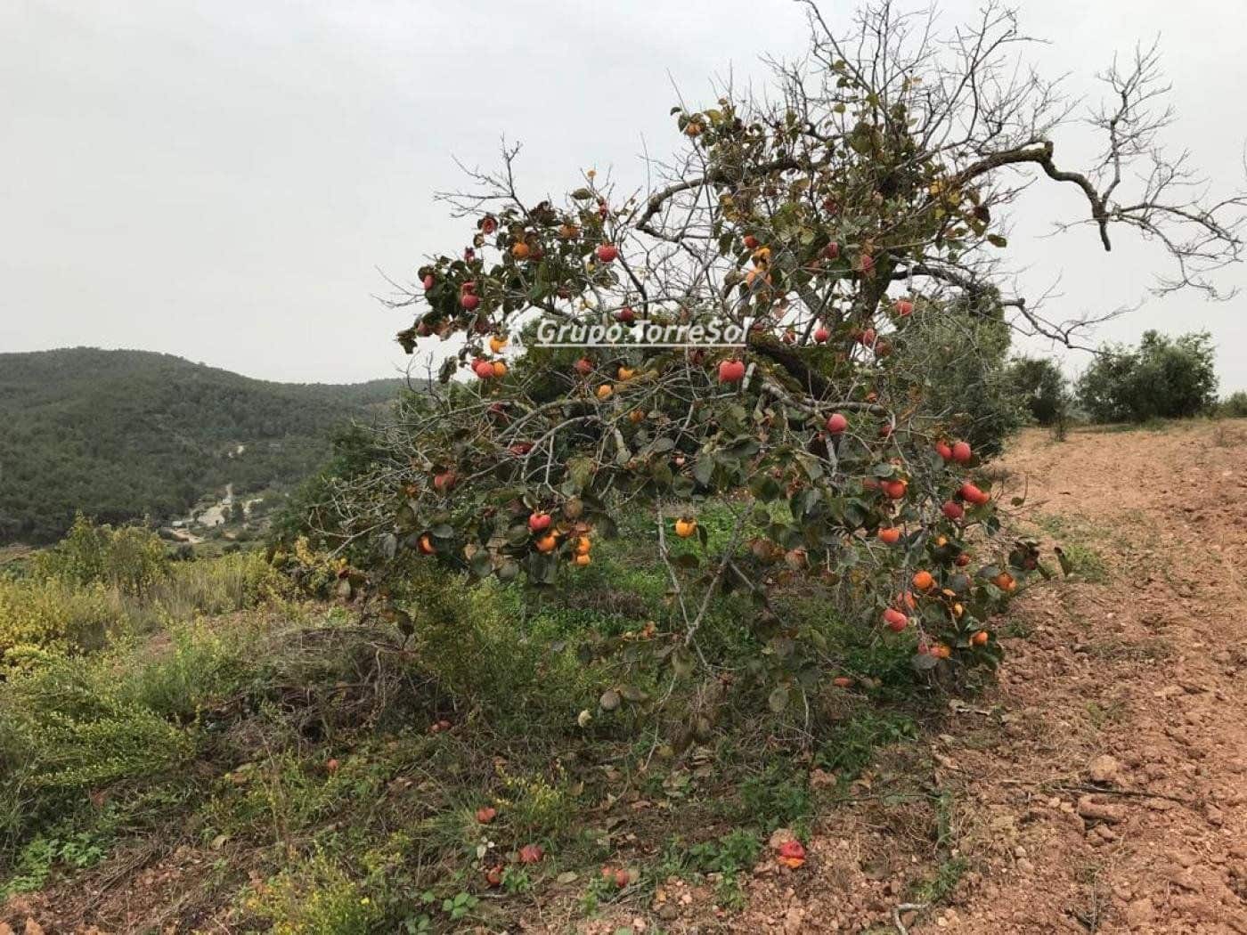 Area Edificabile in vendita in Albinyana - 450.000 € (Rif: 9534716)