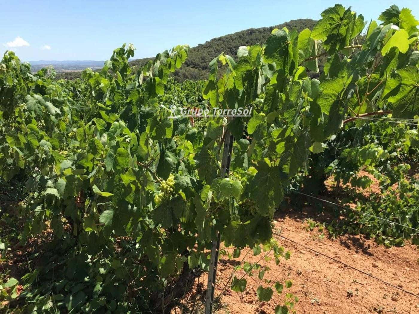 Area Edificabile in vendita in Albinyana - 450.000 € (Rif: 9534716)