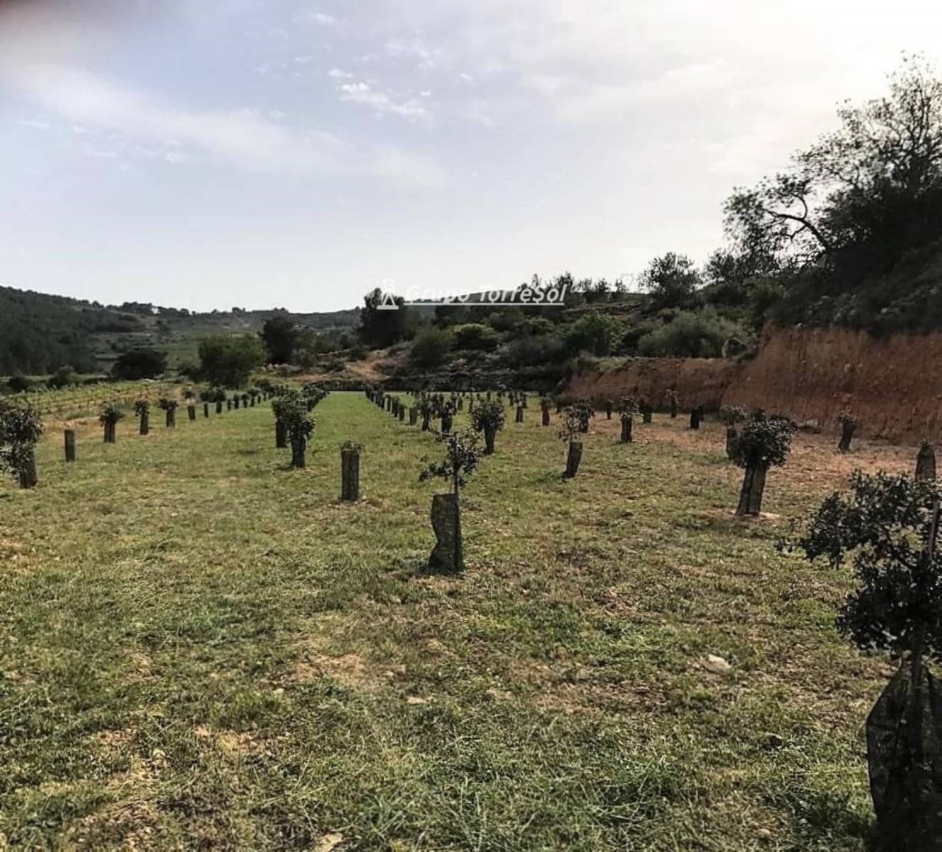 Area Edificabile in vendita in Albinyana - 450.000 € (Rif: 9534716)