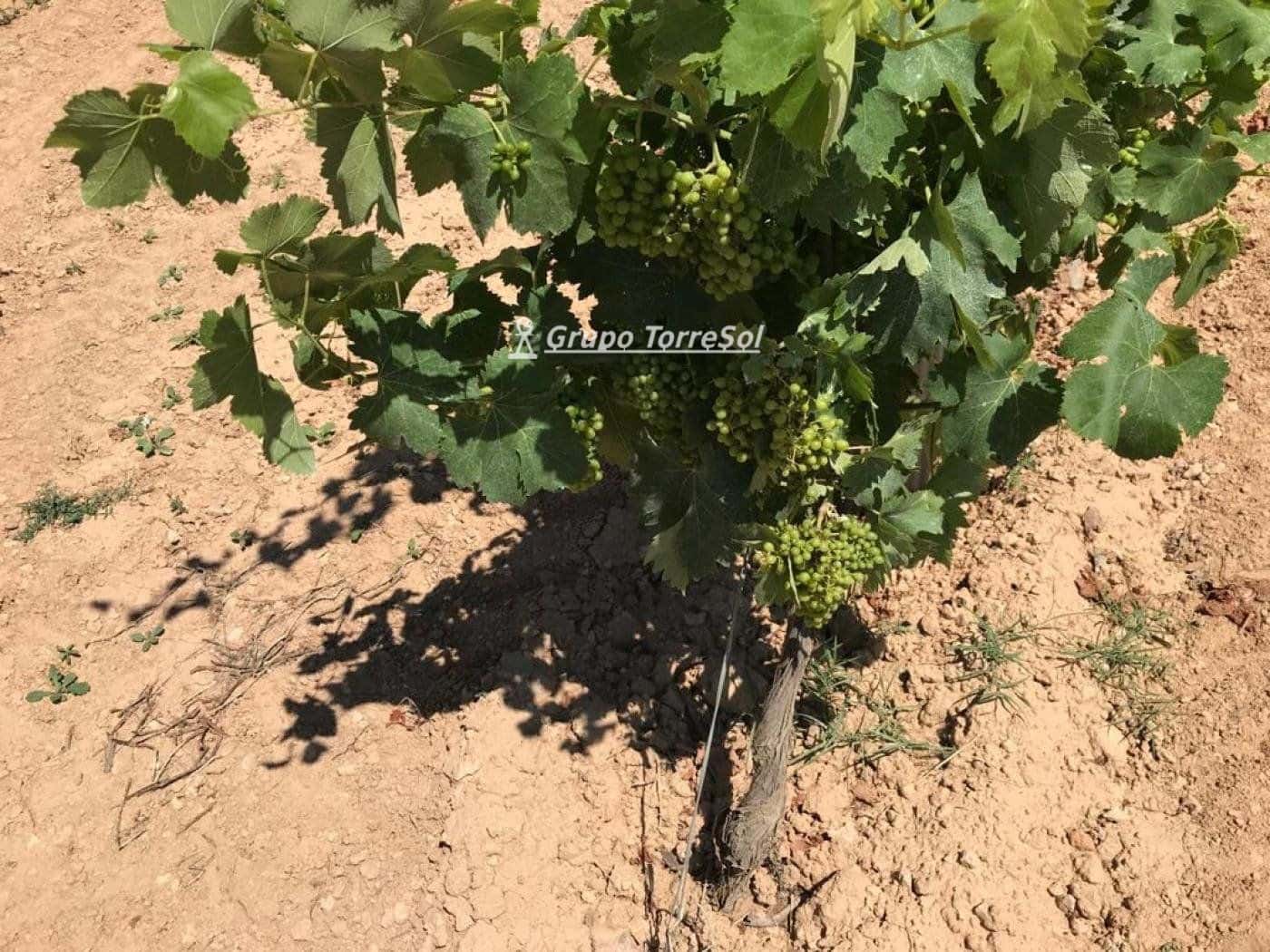 Area Edificabile in vendita in Albinyana - 450.000 € (Rif: 9534716)