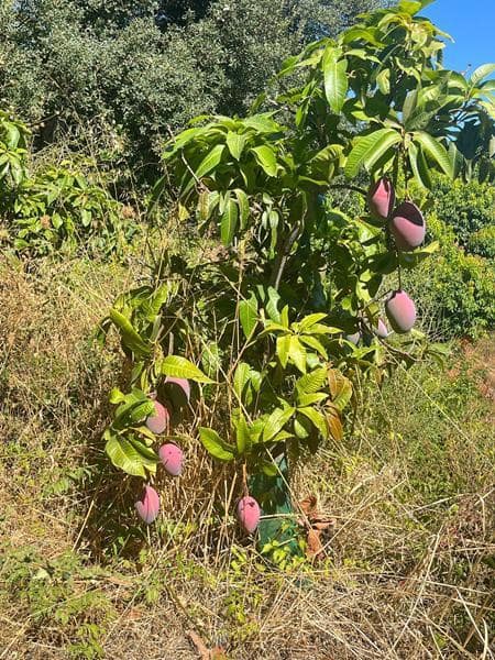 Casa de 3 habitaciones en Estepona en venta con piscina - 525.000 € (Ref: 9216710)