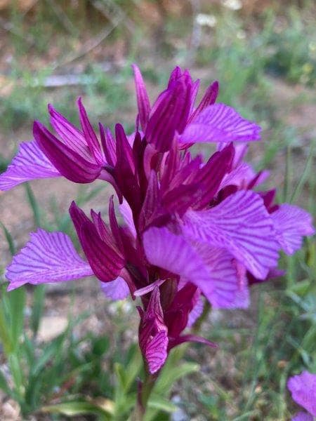 3 soverom Hus til salgs i Malaga by - € 222 700 (Ref: 9403378)