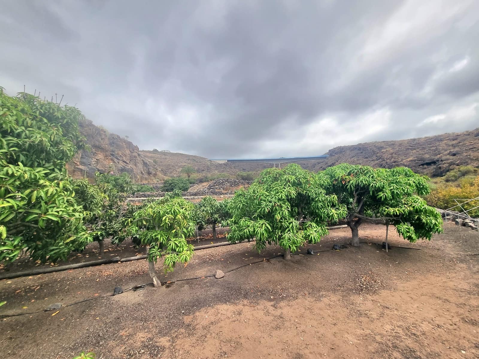 5 Zimmer Finca/Landgut zu verkaufen in Guia de Isora mit Pool Garage - 795.500 € (Ref: 10166876)