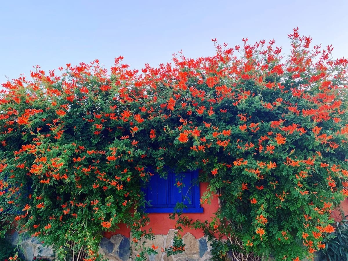 8 soveværelse Finca/Landehus til salg i Coin med swimmingpool garage - € 6.200.000 (Ref: 8474729)