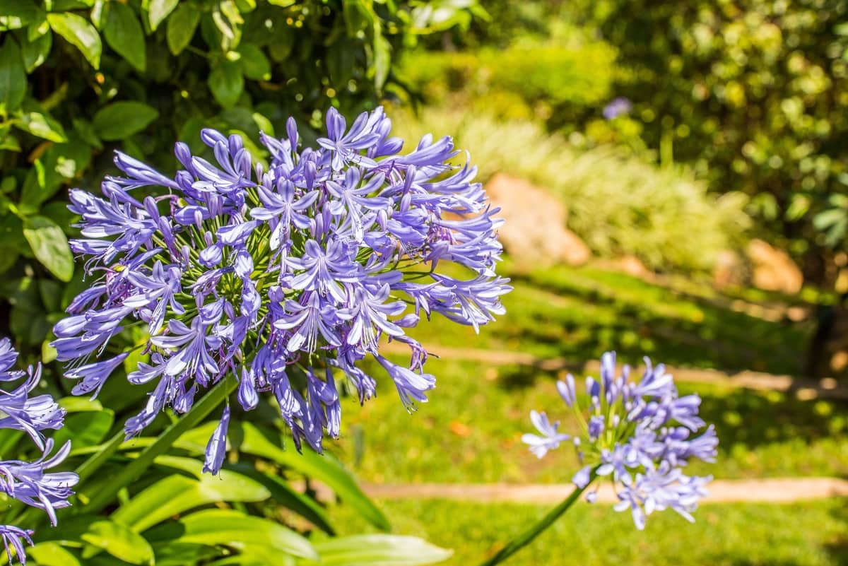 8 sypialnia Willa na sprzedaż w La Zagaleta z basenem - 5 850 000 € (Ref: 8763570)