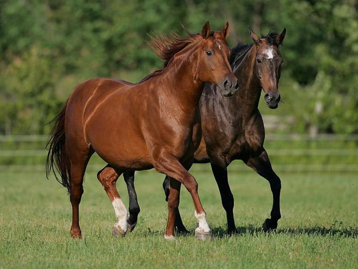 Ubebygd land til salgs i Estepona - € 12 300 000 (Ref: 8896413)