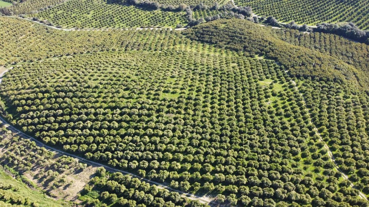 Undeveloped Land for sale in Casares - € 4,772,250 (Ref: 9038131)